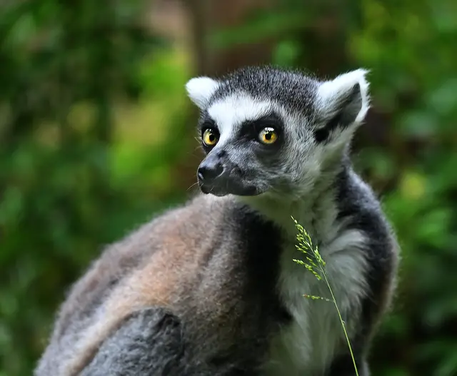Kattas kommen aus Madagaskar