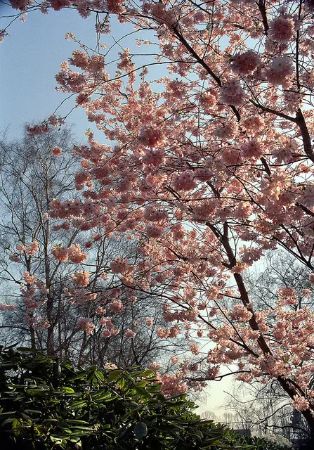 Jetzt ist auch noch ein Schneesturm angekündigt. Ich warte auf den Frühling.  Dieses Foto entstand im Stadtpark von Hannover