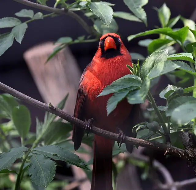 Der Rotkardinal kommt aus Nordamerika