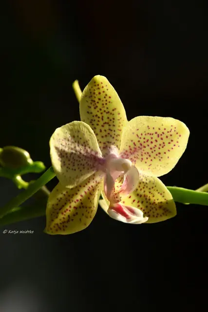 Schmetterlingsorchidee (Phalaenopsis) (Foto: Katja Woidtke)

Pflegeleichte Schönheit auf meinem Schreibtisch - die hübsche Schmetterlingsorchidee hat auch in diesem Jahr wieder ihre zarten Blüten geöffnet. 💛 | Foto: Katja Woidtke
