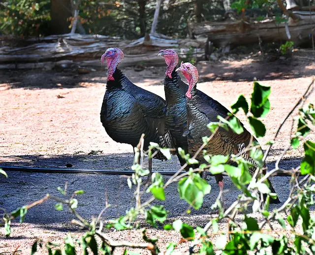 Wildtruthähne in Yukon Bay