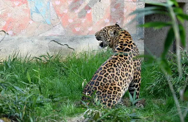 Themenwelt Dschungelpalast