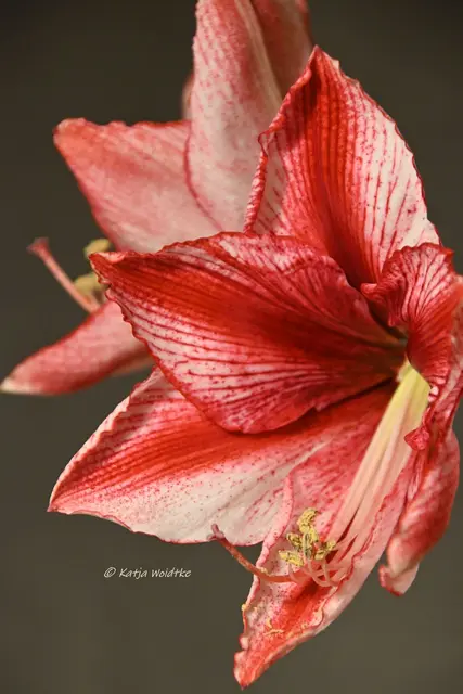 Ritterstern (Hippeastrum) "Disco Star" (Foto: Katja Woidtke)
 | Foto: Katja Woidtke