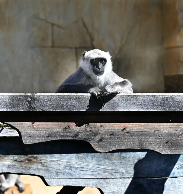 Die "Hulman-" oder "Hanuman-Languren" leben im Dschungelpalst