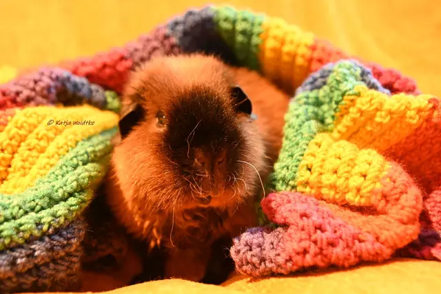 Neues von unserer Schweinebande (Foto: Katja Woidtke)

Opi Pelle liebt es, unter Decken zu kuscheln. Wenn es dann noch leckeren Salat gibt, ist er happy. | Foto: Katja Woidtke
