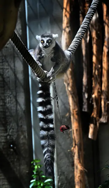 Kattas gehören zu den Halbaffen / Lemuren