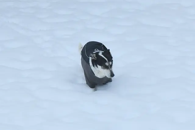 Foto: Günter Presnitz