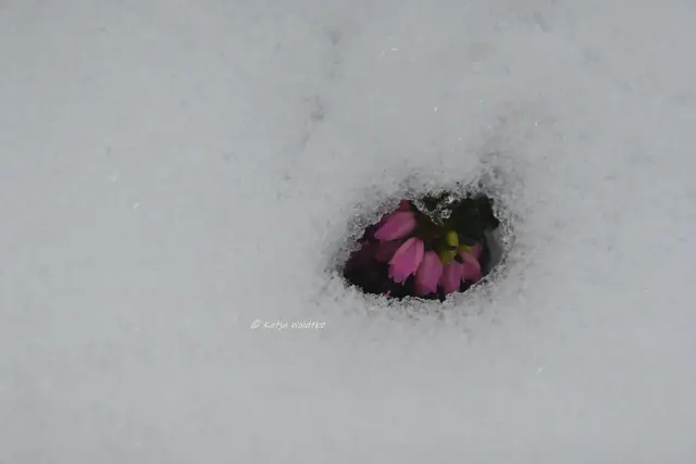 Was lugt denn da unter dem Schnee hervor? (Foto: Katja Woidtke)

Die Winterheide (Erica carnea) blüht auch unter ihrem Deckchen aus weißen Flocken.  | Foto: Katja Woidtke