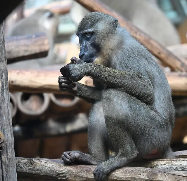 Sieht aus, als ob die Drill-Dame in ein Handy schaut. Der Fortschritt macht offenbar auch im Zoo nicht halt.