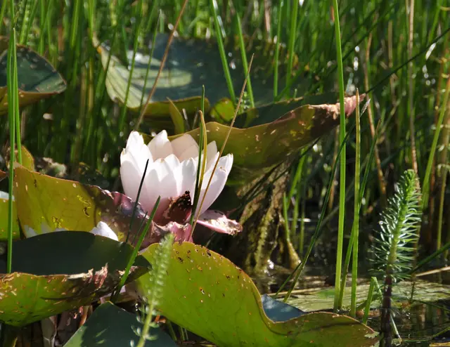 Im Stadtpark von Hannover