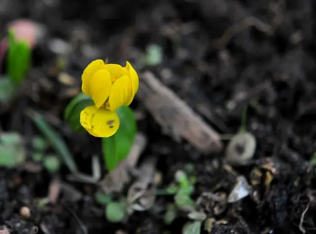 Im Februar, wenn der Winter noch immer seine kalten Finger ausstreckt, erwacht die Natur langsam aus ihrem Schlaf. Die Vögel beginnen zu singen und die ersten Knospen brechen auf. Doch die Kälte bleibt hartnäckig und das Herz sehnt sich nach wärmeren Zeiten. | Foto: Günter Presnitz