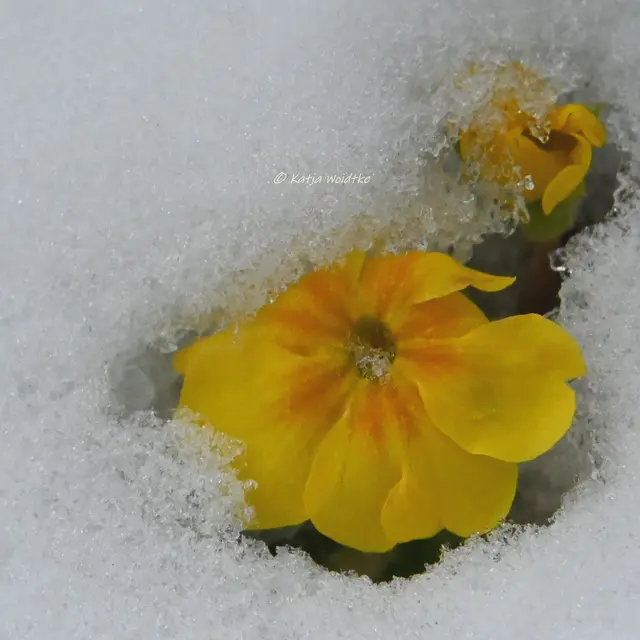 Primel unter Schnee (Foto: Katja Woidtke)

Längst stehen die ersten Frühblüher in den Startlöchern und warten darauf, an die Sonne zu kommen. Wie eine kleine Sonne strahlen mir heute die Blüten der Primel aus dem Schnee entgegen und begrüßen den Februar. Und diesen leuchtenden Gruß teile ich super gerne mit euch. 😊

 | Foto: Katja Woidtke