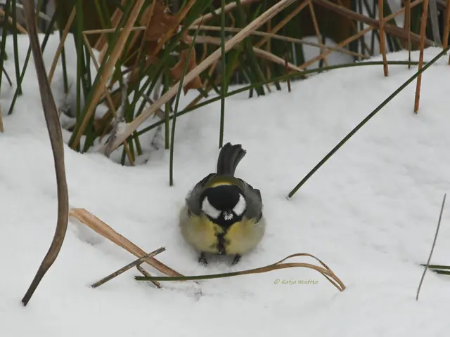 Kohlmeise (Paus major) (Foto: Katja Woidtke)

Aufgeplustert, um sich vor der Kälte zu schützen, macht die Kohlmeise eine kurze Pause, bevor sie an der Futterstelle Erdnüsse und Sonnenblumenkerne snackt.
 | Foto: Katja Woidtke