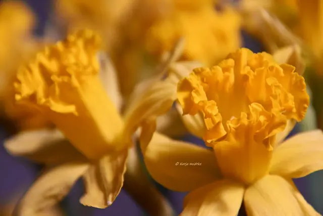 ...leuchtet das Gelb der Narzissenblüten. 💛 (Foto: Katja Woidtke)

Ich liebe die fröhlichen Blüten der Narzissen (Narcissus). Sie holen ein bisschen den Frühling ins Haus und machen gute Laune.  | Foto: Katja Woidtke