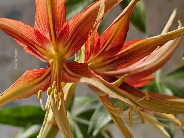 Ein echtes Schmuckstück sind die luftig, leichten Blüten der Amaryllis "La Paz" (Foto: Katja Woidtke) 

Ihre schmalen Blütenblätter verleihen dieser Sorte eine gewisse Leichtigkeit und machen sie zu etwas ganz Besonderem. | Foto: Katja Woidtke