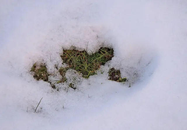 Passend zum Valentinstag! | Foto: Günter Presnitz