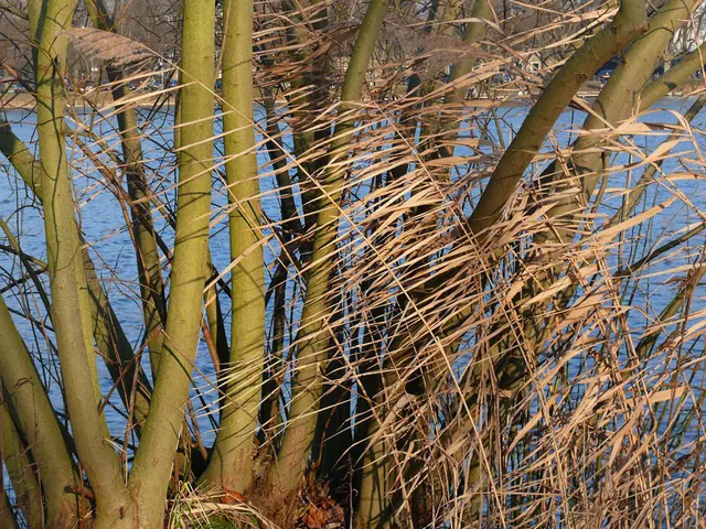 Am Ufer des Maschsees