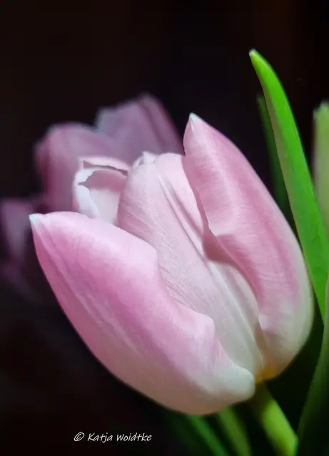 Lass Blumen sprechen! (Foto: Katja Woidtke)

Blütenfarben und ihre Bedeutung - mehr dazu findet ihr über den Link im ersten Kommentar | Foto: Katja Woidtke