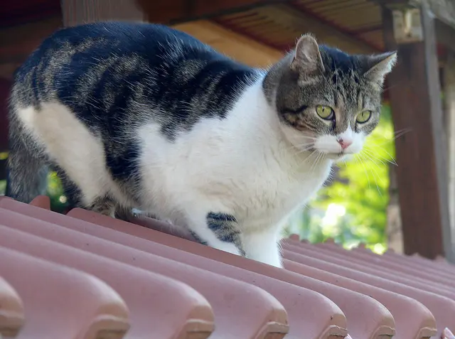 oder eher doch eine Dachkatze?