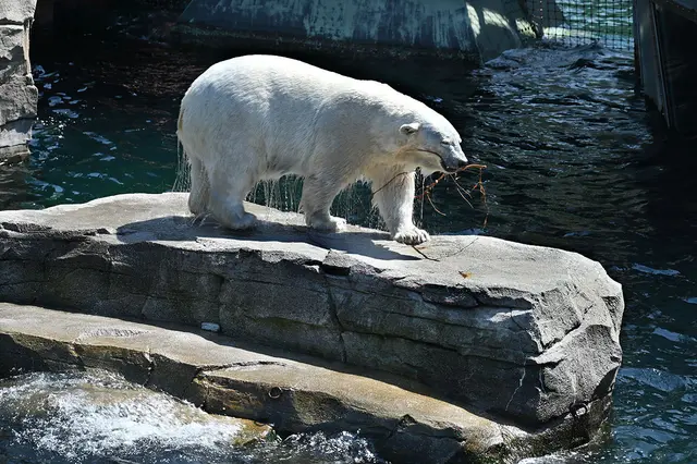 Eisbär in Yukon Bay