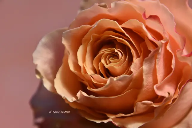"...und wenn du Rosen siehst, so denk an mich zurück." (Foto: Katja Woidtke)

Erinnerungen aus dem Poesiealbum | Foto: Katja Woidtke