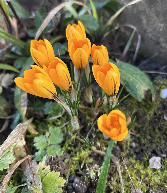 Meine ersten in diesem Jahr .💛