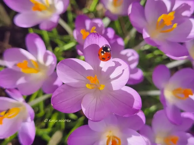 Mit einer Extraportion Glück in die neue Woche 🐞 (Foto: Katja Woidtke)

Siebenpunkt-Marienkäfer (Coccinella septempunctata) in unseren Krokussen | Foto: Katja Woidtke