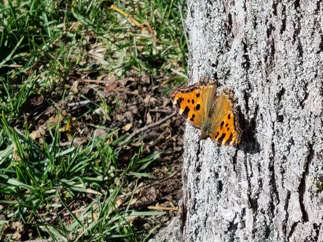 Schmetterlinge in Deutschland (Foto: Katja Woidtke)

Großer Fuchs (Nymphalis polychloros)

Schneller Schnappschuss mit dem Handy und dann habe ich diese seltene Begegnung einfach nur genossen. 
 | Foto: Katja Woidtke