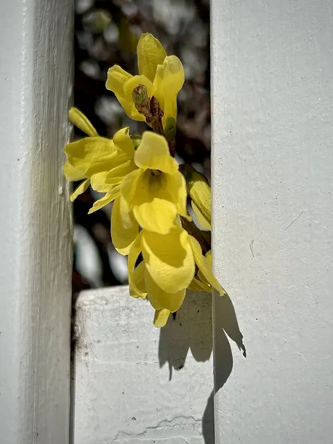 Nun blühen sie auch bei uns, die Forsythien. 🤍💛🤍