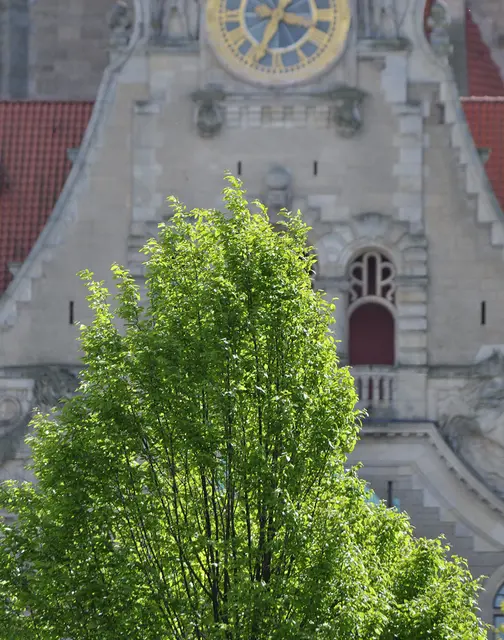 Frisches Grün vor dem Neuen Rathaus in Hannover
