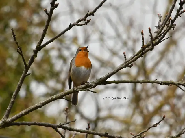 Rotkehlchen (Erithacus rubecula) (Foto: Katja Woidtke)

Fröhlich tirillierend begrüßt das Rotkehlchen die neue Woche. Der kleine Sympathieträger begeistert uns immer wieder mit seinem wunderschönen Gesang. Wo habt ihr das letzte Mal ein Rotkehlchen entdeckt? | Foto: Katja Woidtke