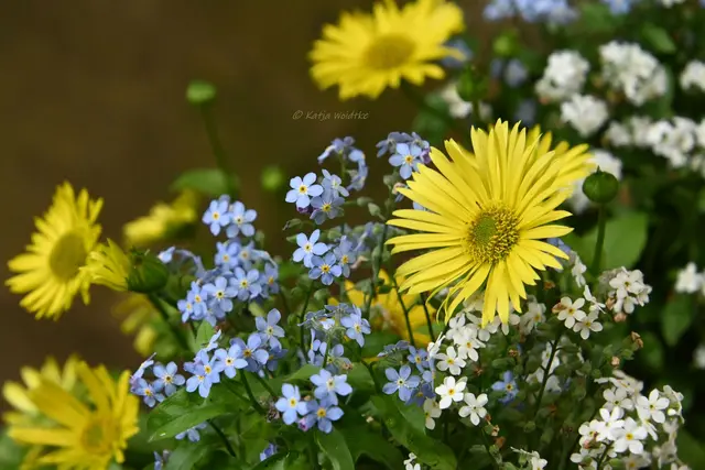 Hübsche Kombination aus Vergissmeinnicht und Gemswurz im Blumenkübel (Foto: Katja Woidtke) | Foto: Katja Woidtke