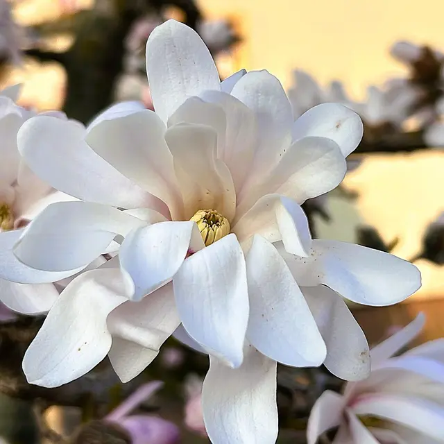 Sternmagnolie - ein Traum zum kalendarischen Frühlingsanfang