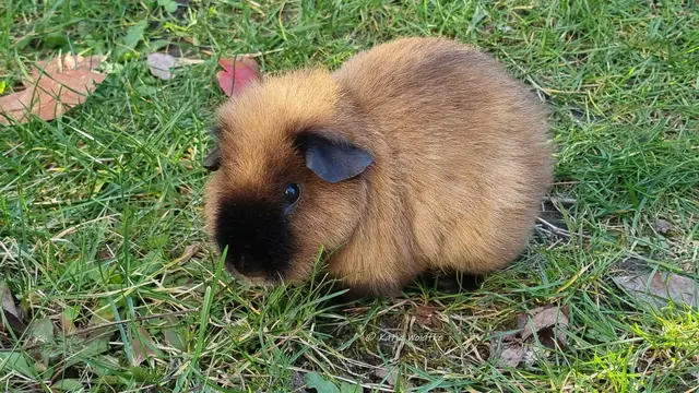 Pelle (Foto: Katja Woidtke)

26.08.2019 - 20.03.2026 

Ein letztes Mal im Garten flitzen...

 | Foto: Katja Woidtke
