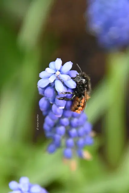 Von Jahr zu Jahr breiten sich die Perlhyazinthen weiter in unserem Garten aus. (Foto: Katja Woidtke)

Wir haben sie in verschiedenen Farben - doch eines haben alle gemeinsam: Sie sind echte Insektenmagneten. 

 | Foto: Katja Woidtke