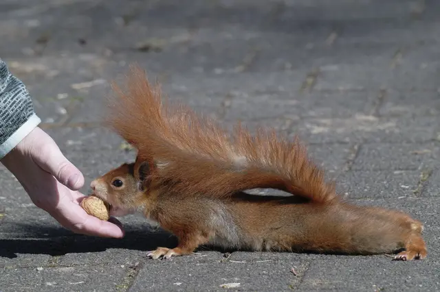 Da bis'te platt! 
Das Eichhörnchen bekommt hier leckerste und frische Nüsse angeboten. Sei ruhig misstrauisch, auf Dauer zahlt sich das aus!  | Foto: Roderich Gebel