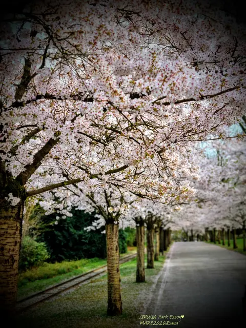 ein wohltuender SPAZIERGANG mit einer 
lieben Freundin dieser Tage
durch 
Essens´ GRUGA-Park♥ 
( dieser Park wird bald 100 JAHRE alt)...
war so wunderbar angenehm, tröstend und erquickend...
trotz aller Umstände hier momentan ...

KIRSCHBLÜTE tat ihr Übriges´
:-) ♥ :-)

2026@AnastasiA