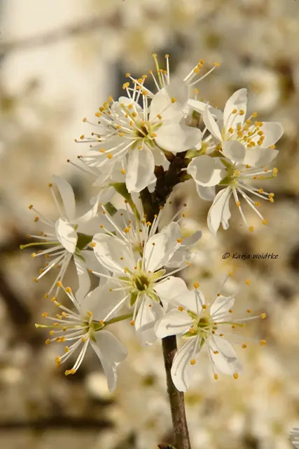 Wie Schneeflocken sitzen die Blüten des Schlehdorns an den Ästen (Foto: Katja Woidtke)

Der dornenreiche Strauch ist im Frühjahr ein Hotspot für Insekten. Im Herbst dienen die blauen Früchte den Gartenvögeln als Nahrungsquelle.

  | Foto: Katja Woidtke