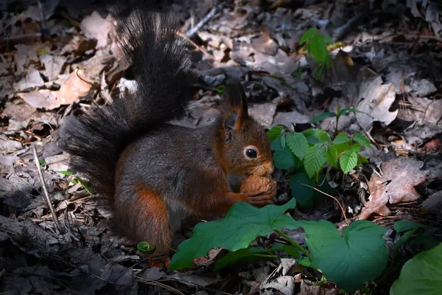 Die Eichhörnchen im Rombergpark in Dortmund sind immer beliebte Fotomotive.