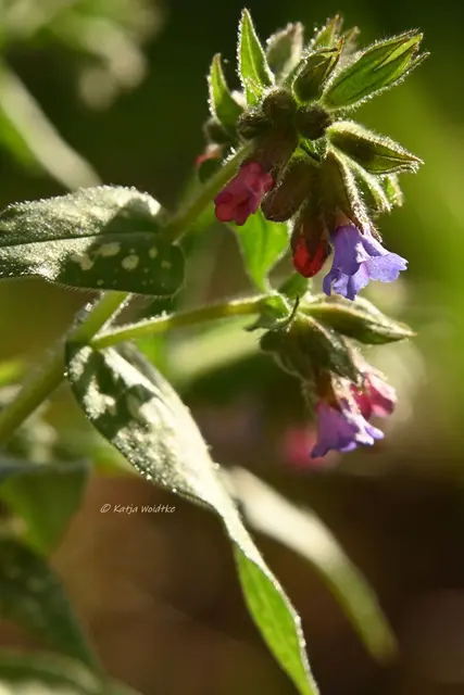 Garten im Jahreslauf - Frühlingserwachen im März (Foto: Katja Woidtke)

Geflecktes Lungenkraut (Pulmonaria officinalis) darf in keinem naturnah gestalteten Garten fehlen. Die Pflanze ist wichtige Nahrungspflanze für die Insektenwelt. | Foto: Katja Woidtke