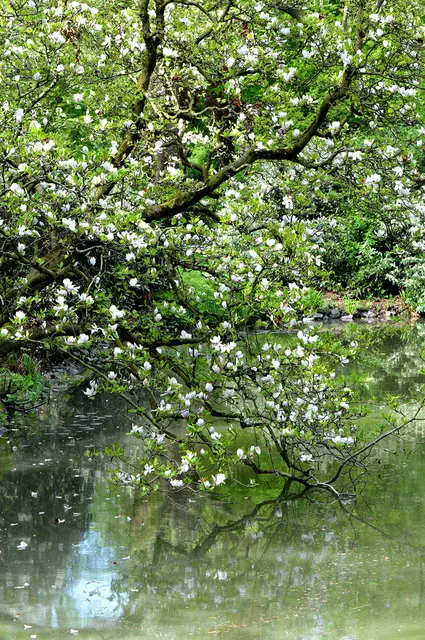 Frühling im Maschpark