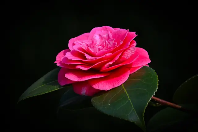 Kamelienblüte