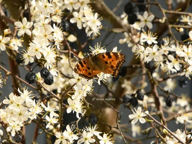 Garten im April (Foto: Katja Woidtke)

Kein Aprilscherz, sondern seltener Besuch im Garten. Heute flatterte ein Großer Fuchs (Nymphalis polychloros) an unsere Schlehe, um dort Nektar zu tanken.

 | Foto: Katja Woidtke