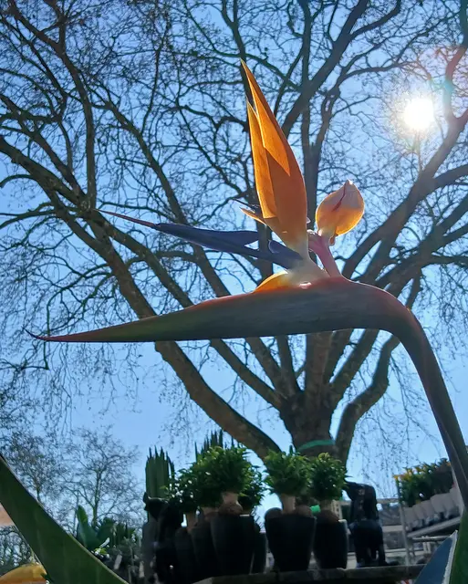 Strelitzia reginae (Paradiespflanze) | Foto: Siegmund Walter, 22.03.2026, 14:42 Uhr