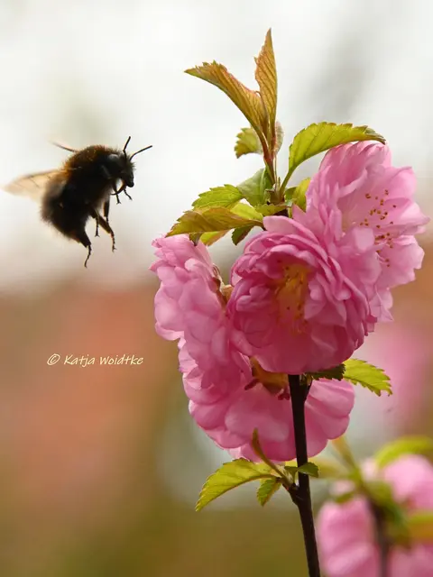 Wenn für einen Flügelschlag alles um dich herum stehen zu bleiben scheint, bist du eins mit der Natur. (Foto: Katja Woidtke)

Hummel im Anflug auf die Blüten unseres Mandelbäumchens | Foto: Katja Woidtke