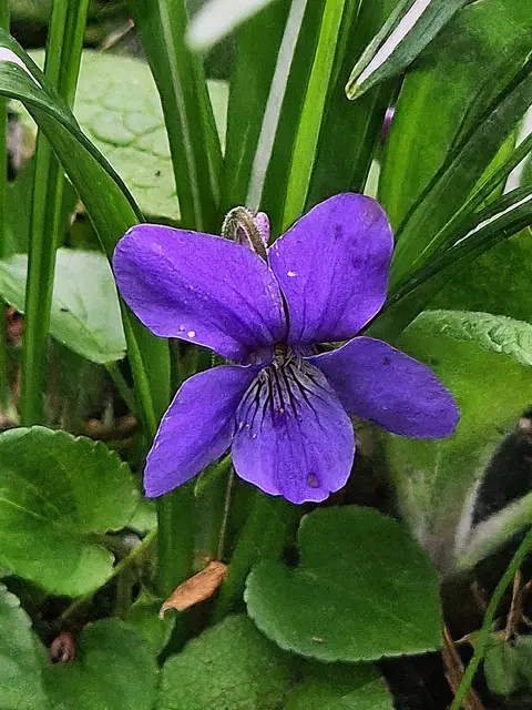 ...erinnerst DU ?
Sei wie das Veilchen im Moose, sittsam, bescheiden und rein, nicht wie die stolze Rose, die immer bewundert will sein... 