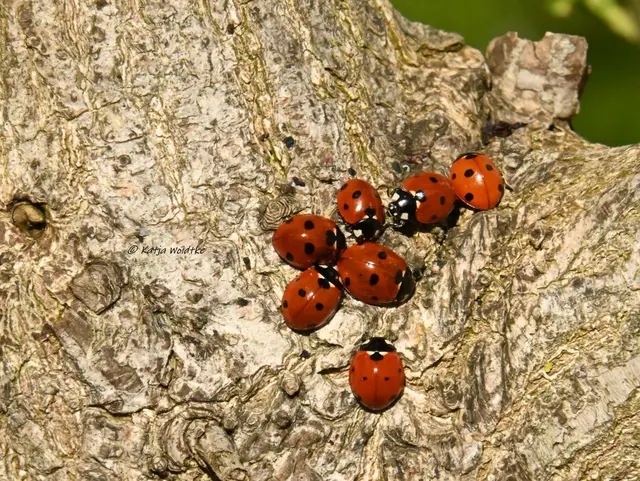 Sieben auf einen Streich - wenn das kein Glück bringt... 🐞 (Foto: Katja Woidtke)

Mit den wuseligen Marienkäfern aus unserem Garten wünsche ich euch ein fröhliches und glückliches Osterfest.  | Foto: Katja Woidtke