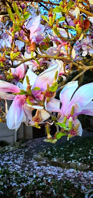 Ein frohes, gesundes und buntes Osterfest an alle Myheimat und ehemalige LK Kompass Freunde... und nochmals DANKE für die freundliche Aufnahme und den Empfang. Herzliche Grüße, Claudia .....🐰🌸🌿🥚🪹🤍☺️