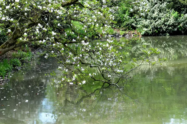 Frühling im Maschpark