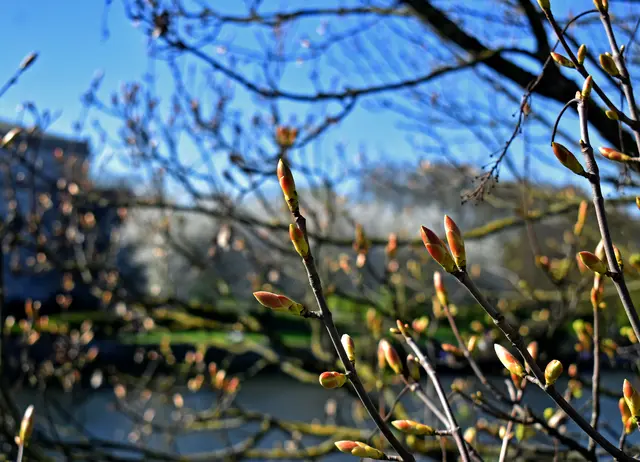 Zarte Knospen im Vordergrund, die Ruhr sowie weiße Kirschblüten unscharf im Hintergrund. | Foto: Stefanie Vollenberg